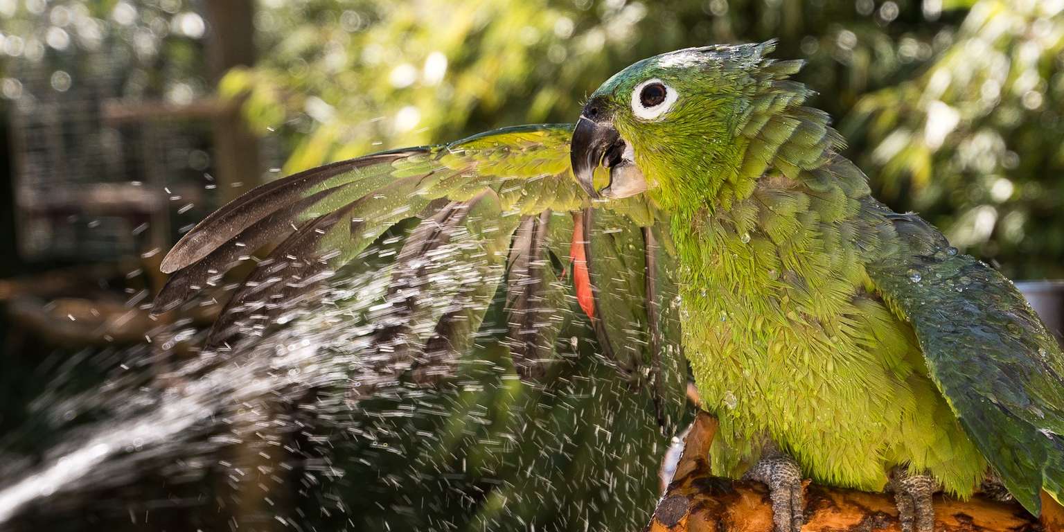 Vogelpark Heiligenkirchen